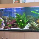 How To Move An Aquarium