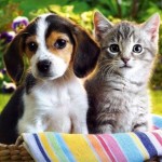 10 Useful Tips For Moving With Pets