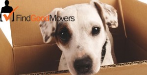 Moving-with-pets-and-pet-relocation